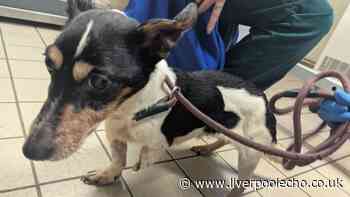Netherton woman banned from keeping animals after dog's leg severed
