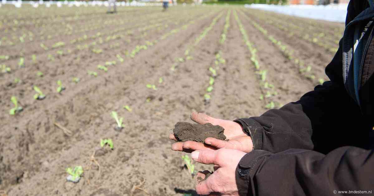 AH-storing raakt ook West-Brabantse telers: ‘Normaal leveren we zoveel af, nu was het nul’