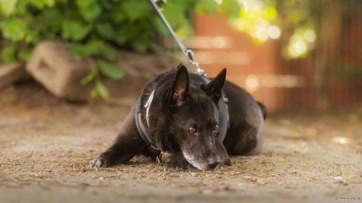 „Hat sichtlich getrauert“: Hund Olaf wurde nach einer Trennung zurück ins Tierheim gebracht