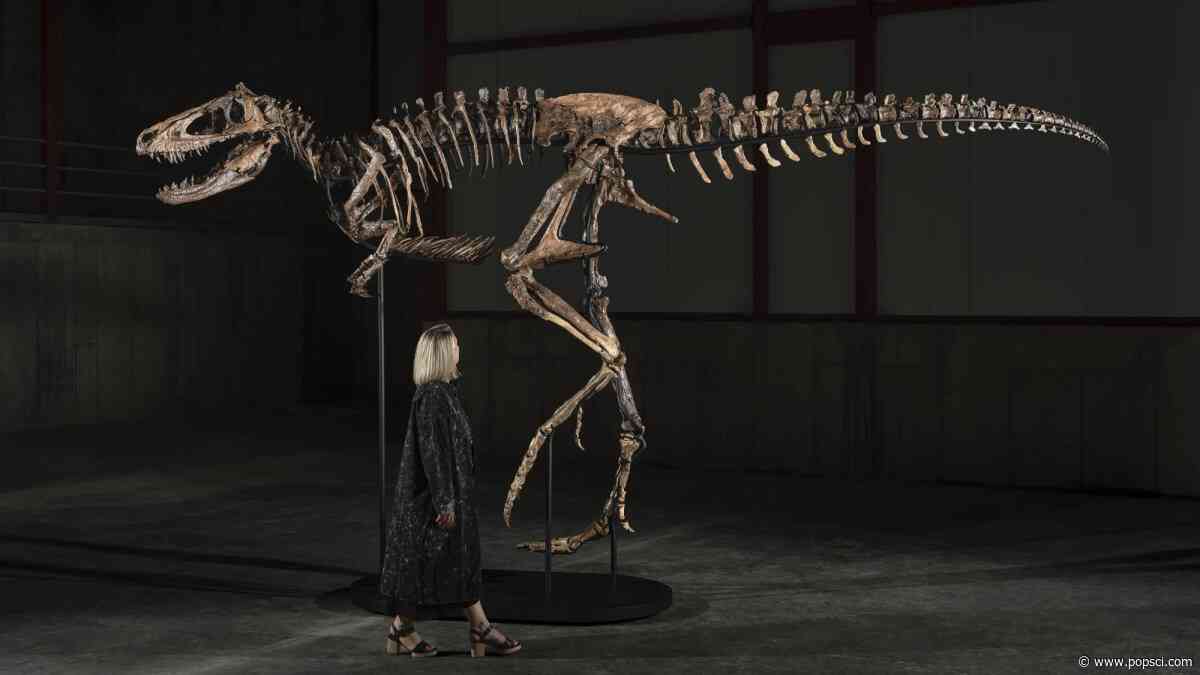 Nanotyrannus named Jodi needs a new home (if you have $9M)