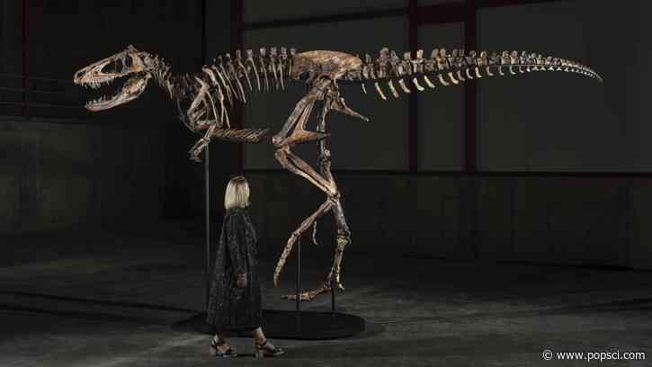 Nanotyrannus named Jodi needs a new home (if you have $9M)
