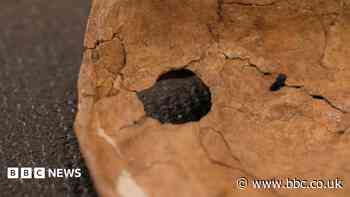 Was Neanderthal life violent? This wound suggests lethal fighting was more common