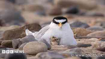 Little tern colony has worst breeding season