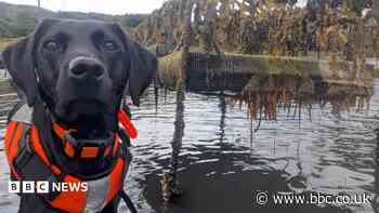 Dog that hunts invasive 'sea vomit' honoured as animal of the year
