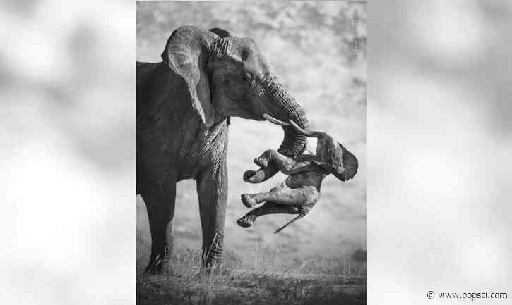 Powerful image of a grieving elephant wins Wildlife Photographer of the Year