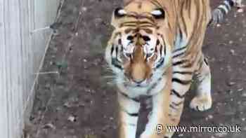 Yorkshire Wildlife Park to reopen after tiger attack as animal 'safe and well'