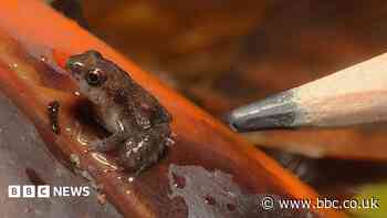 Tiny rare frogs bred for first time at London Zoo
