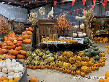 LIST: Pumpkin patches around Austin