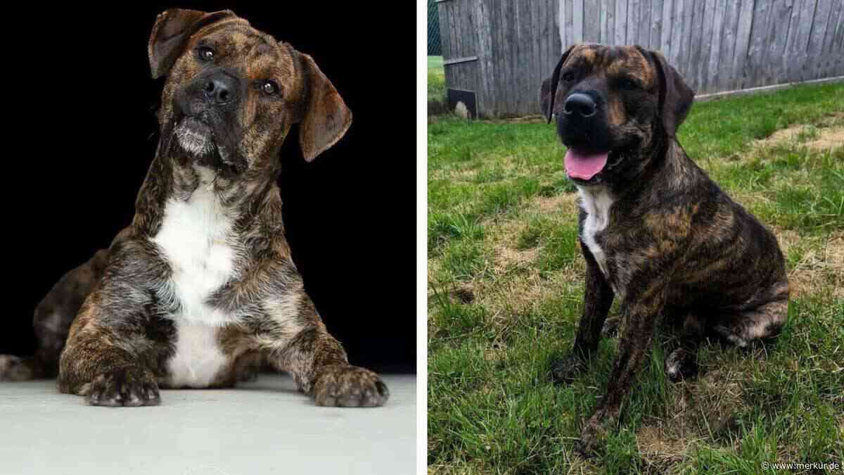 „Hatte keinen schönen Start ins Leben“: Tierheim sucht dringend Zuhause für Hund Zeus