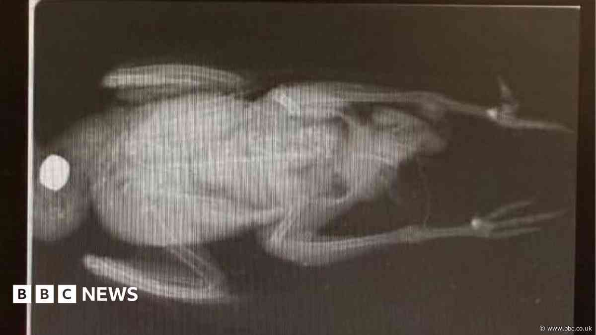 CCTV released after dead birds dumped at station