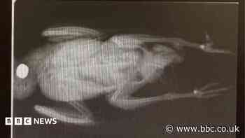 CCTV released after dead birds dumped at station