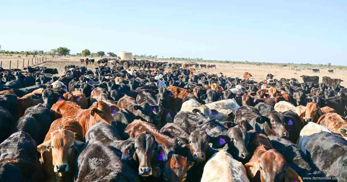 Herd of about 2050 cattle offered with well-developed property | Video