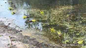 Park's new plants uprooted and thrown in lake