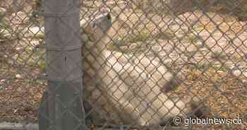 The poll-ar bear results are in, Winnipeg zoo reveals cub’s new name