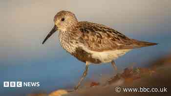 Bird habitats to be created from dredged material