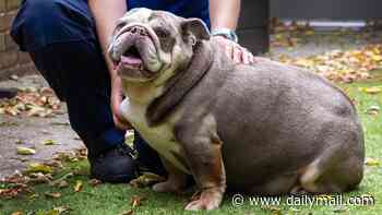 Rescue dog named Peggy-Sue who was the same weight as a baby HIPPO sheds the pounds and finds a new home