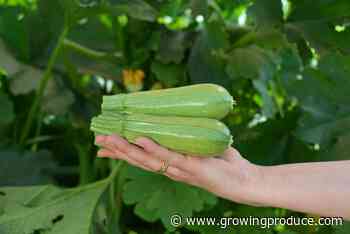 Less Common Squash and Pumpkin Varieties for Growers To Pick and Choose