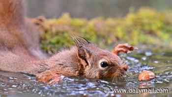 Sweet squirrel swims for supper! Stunning photos show animal's battle to get an acorn