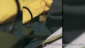 Hartford mother says mice infestation forced family out of apartment