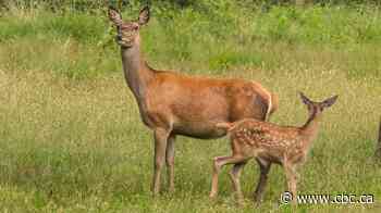 Saskatchewan hunters take issue with plan to end chronic wasting disease testing