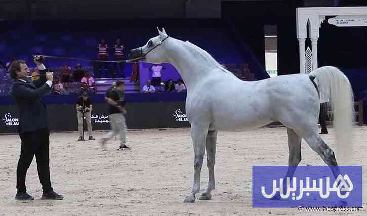 "جمال الخيول العربية".. تميّز إماراتي عماني و