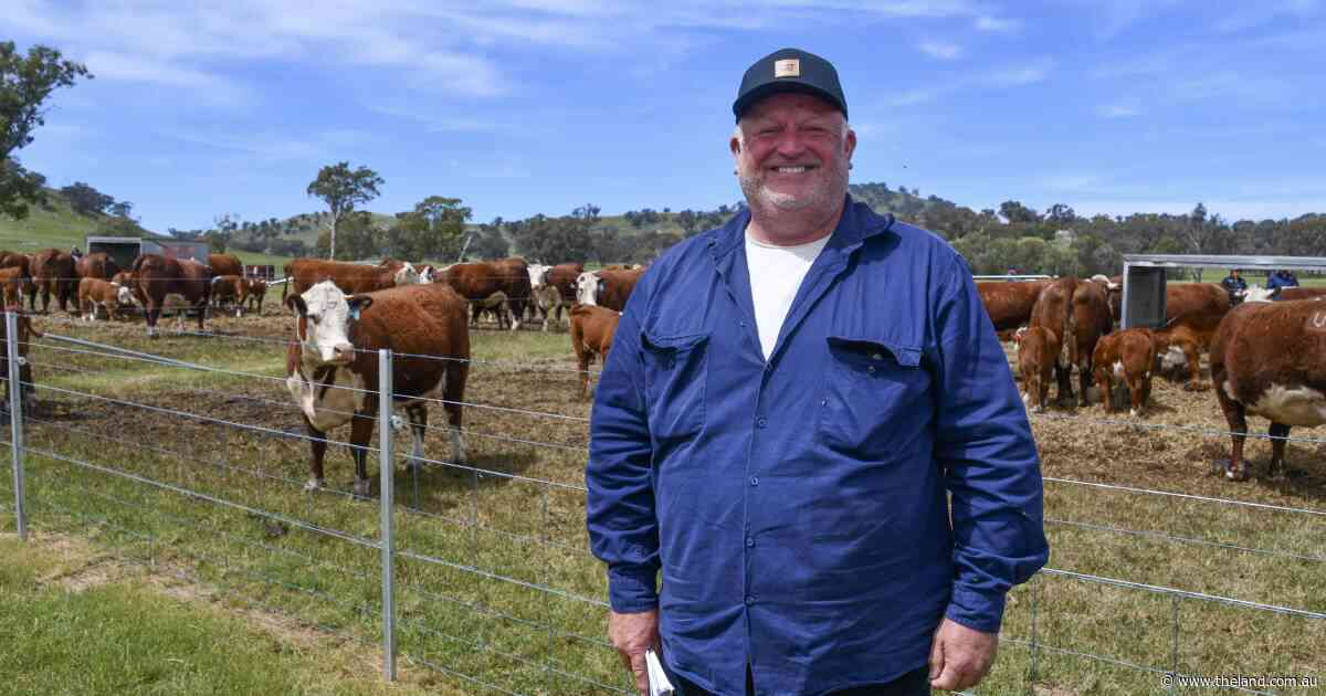 Faced with sheep industry woes, this farmer backed a lifelong cattle dream