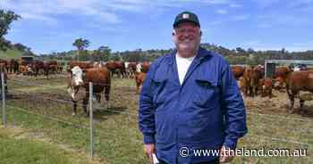 Faced with sheep industry woes, this farmer backed a lifelong cattle dream