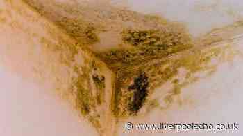 Bedrooms and bathrooms will never have mould if you keep 1 natural item in them