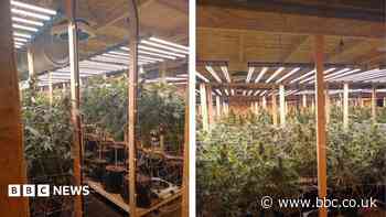 Cannabis worth £1.2m seized as two arrested
