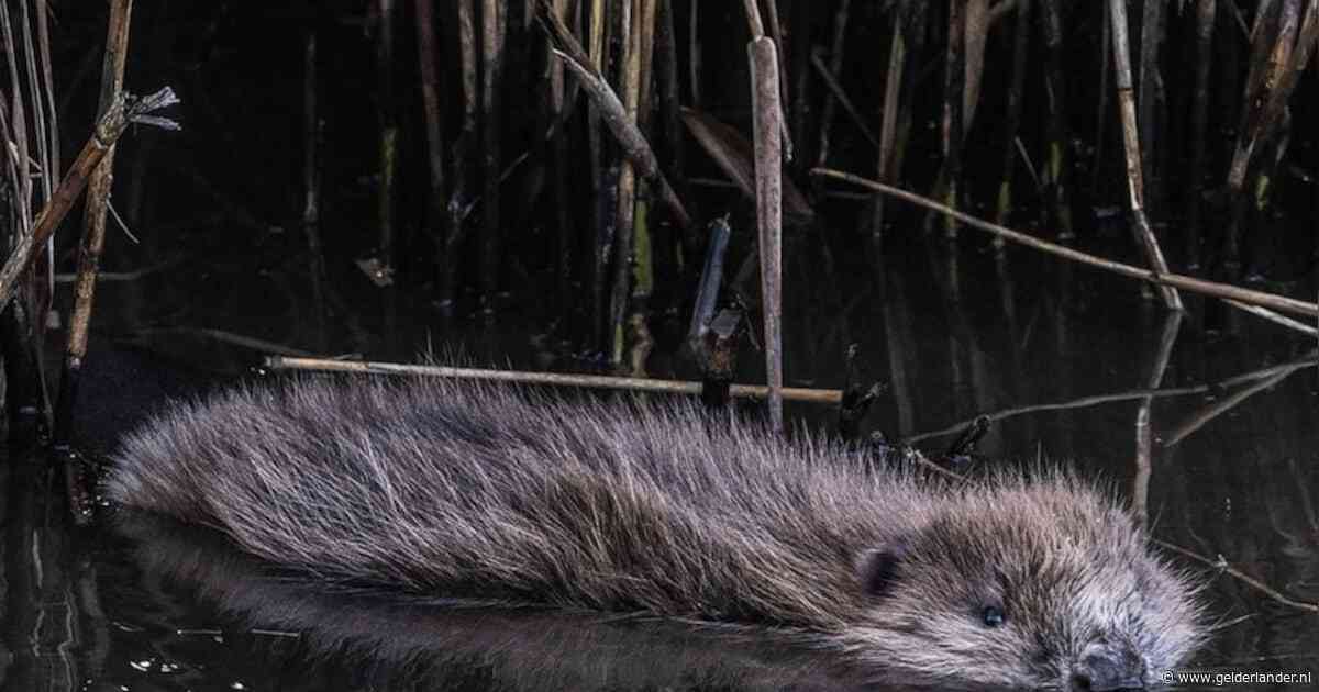Het gaat zo goed met de bever in Nederland dat het ons miljoenen euro’s kost. Maar nietsdoen is nog duurder