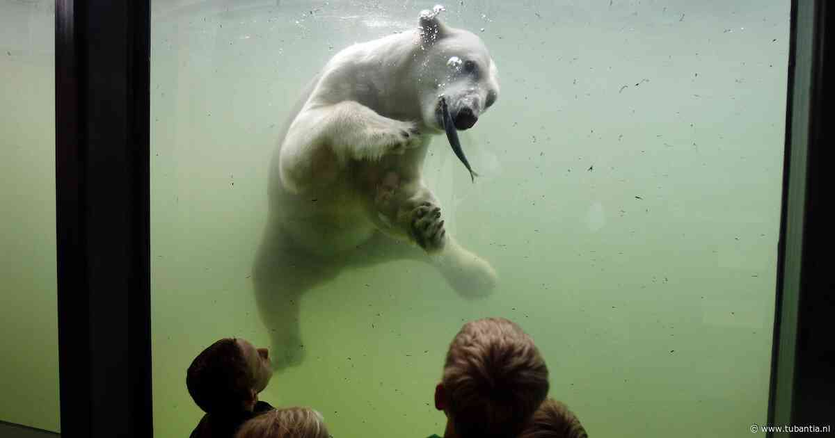 Na het Dolfinarium komt volgende dierentuindiscussie eraan: ‘Je voelt je toch een beetje vies’