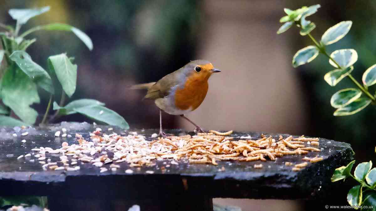 I asked bird watchers how to attract robins to my garden — they agreed on 1 food they ‘love’
