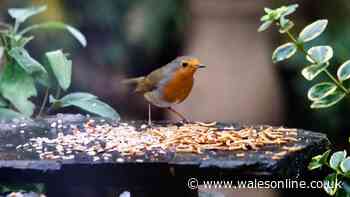 I asked bird watchers how to attract robins to my garden — they agreed on 1 food they ‘love’