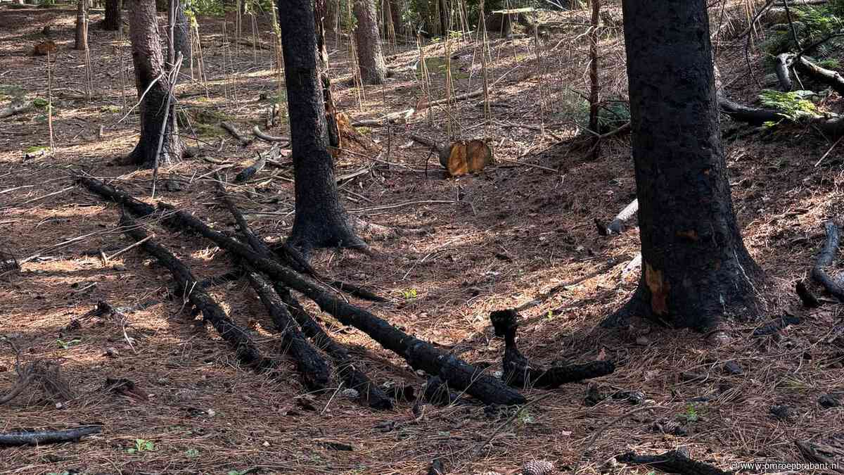 Haal verbrand hout na een bosbrand niet zomaar weg: 'Supermarkt voor bomen'