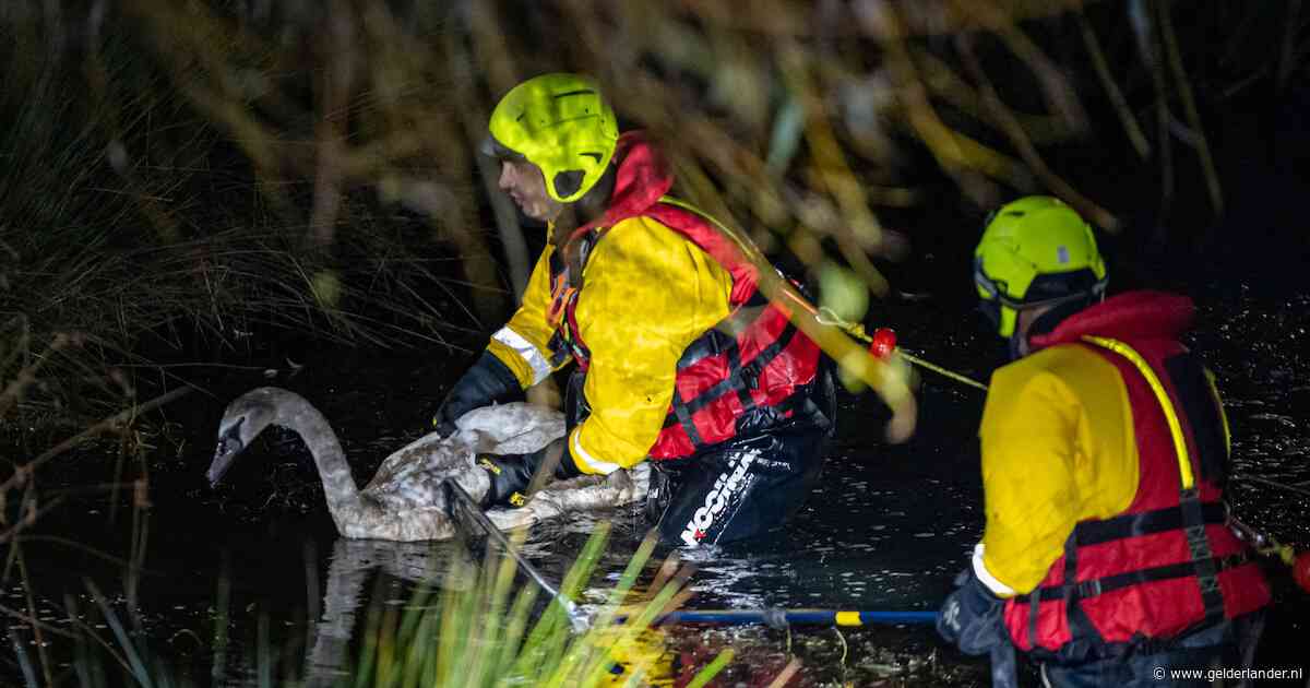 Jonge zwaan bijna drie uur verstrikt in visdraad, brandweer leent waterfiets van bewoner