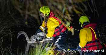 Jonge zwaan bijna drie uur verstrikt in visdraad, brandweer leent waterfiets van bewoner