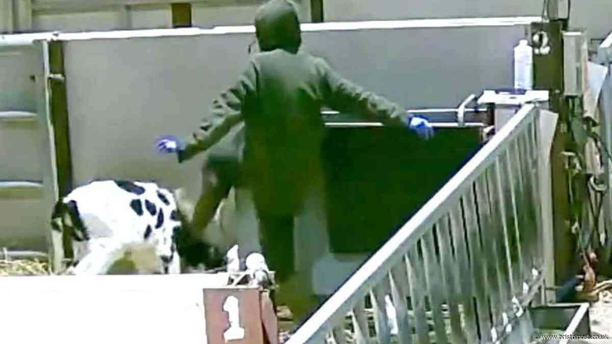 Former M&S supplier dairy farm owner ‘appalled’ after undercover cruelty footage