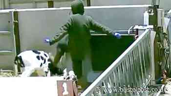 Former M&S supplier dairy farm owner ‘appalled’ after undercover cruelty footage
