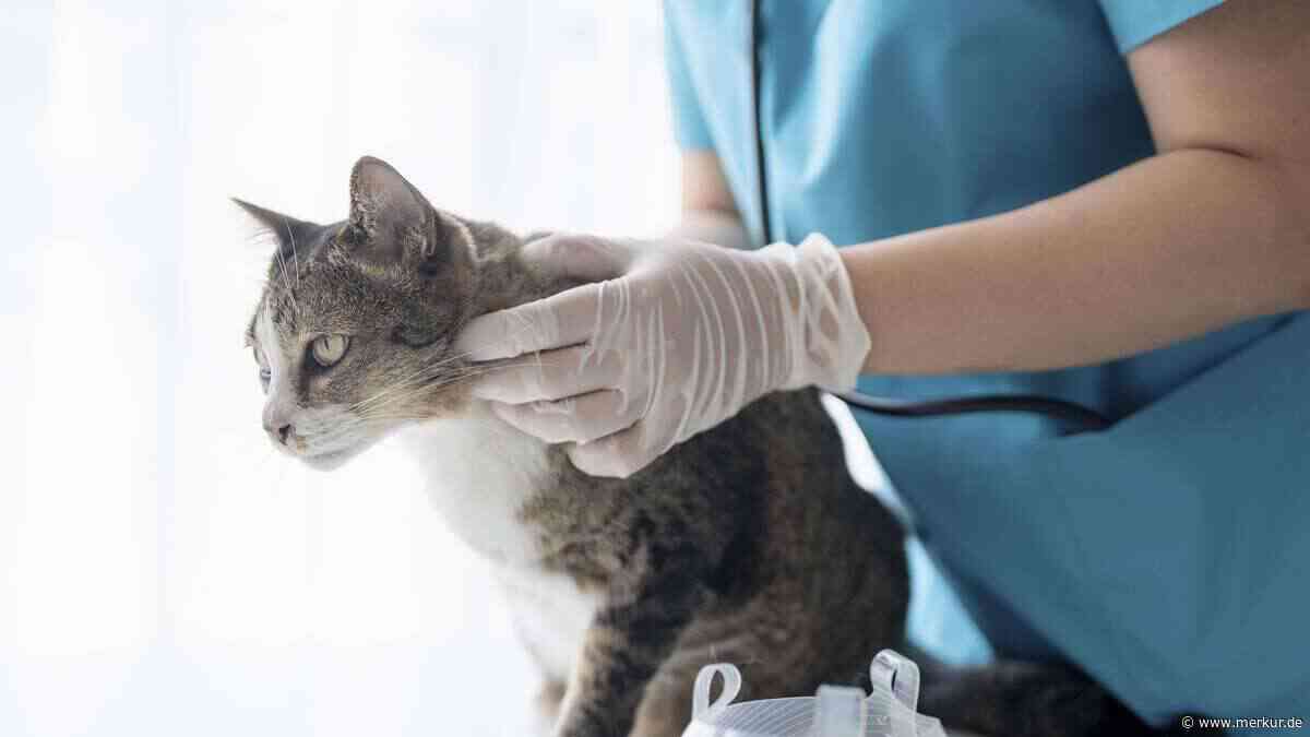 Immer weniger 24-Stunden-Notdienste: So steht es um die tierärztliche Versorgung in Deutschland