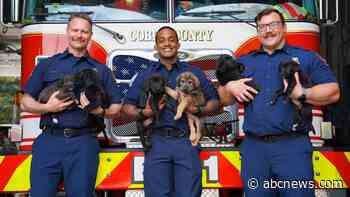 WATCH:  David Muir hears from Georgia firefighters who helped deliver 15 puppies
