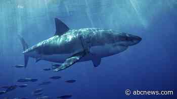 WATCH:  Aggressive great white shark seen off Southern California coast