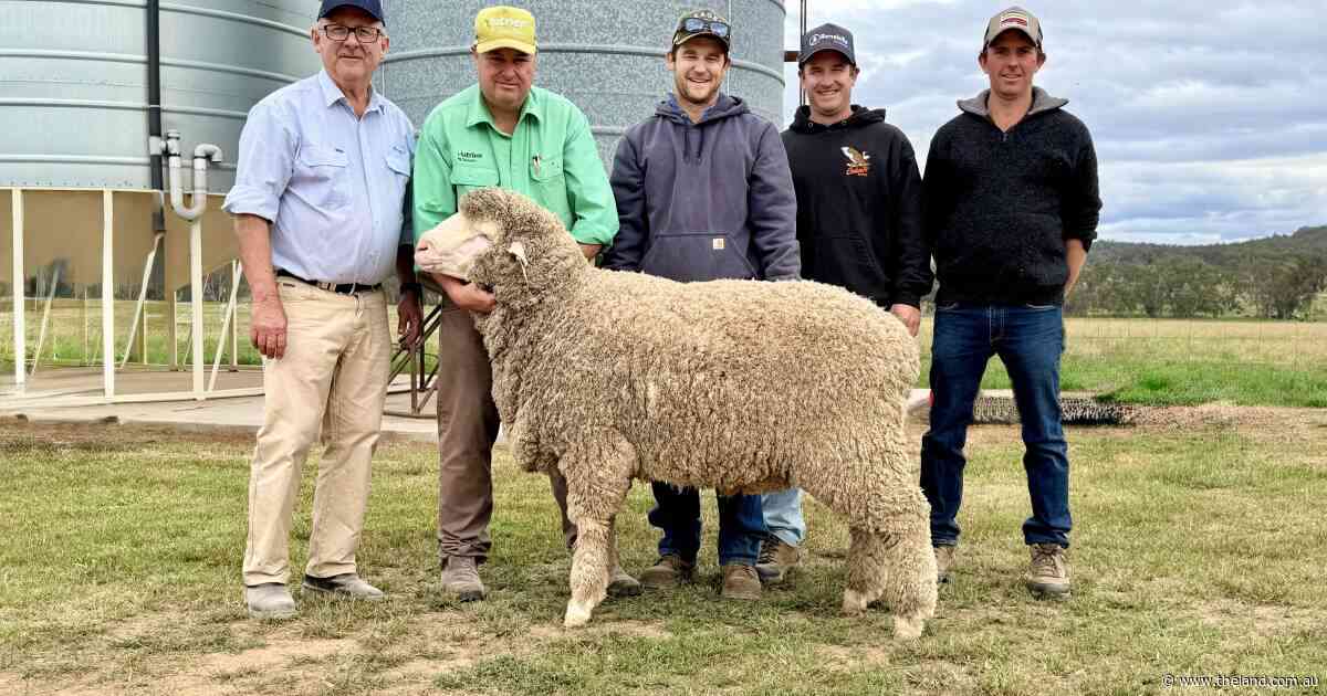 Phenotype and fleece weight the drivers for premium prices at Laraben sale