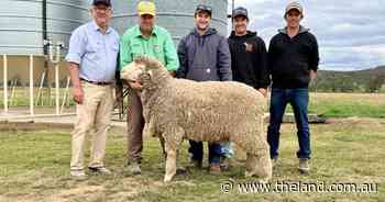 Phenotype and fleece weight the drivers for premium prices at Laraben sale
