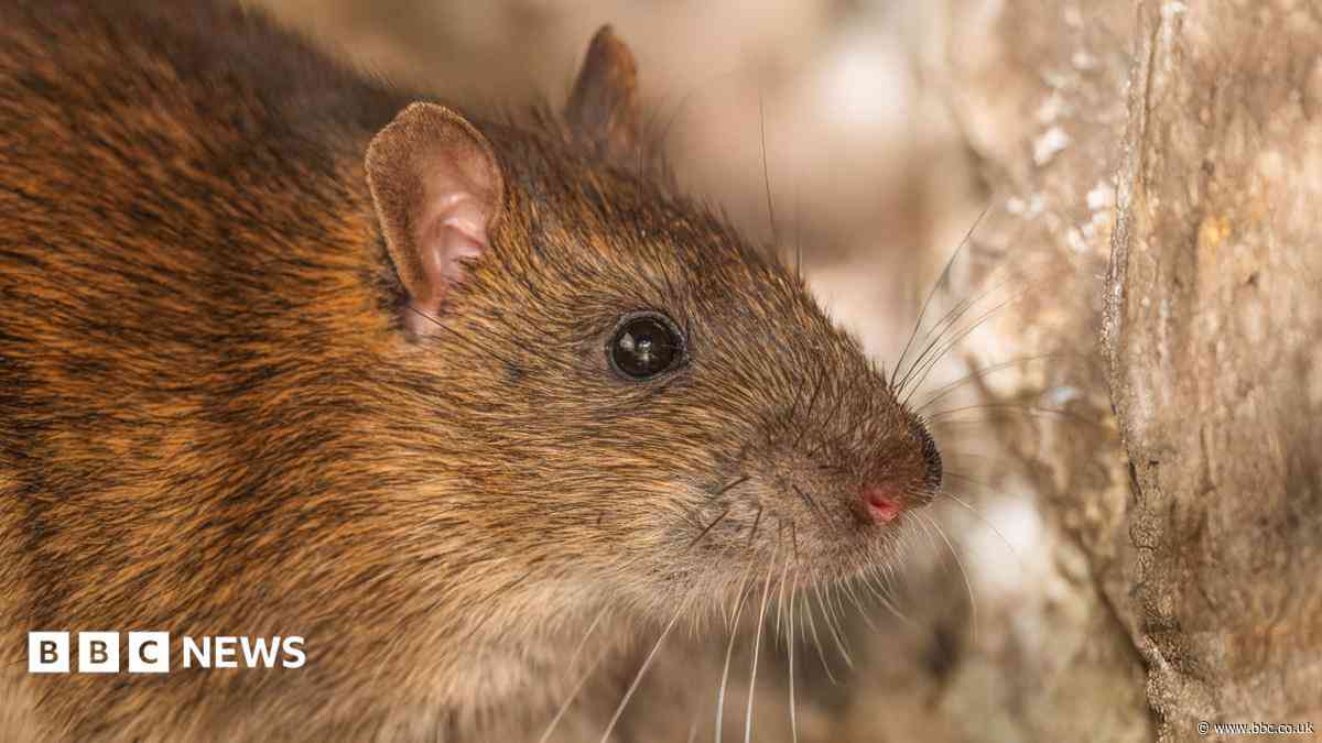 Wedding venue in Orkney closed to deal with rat infestation