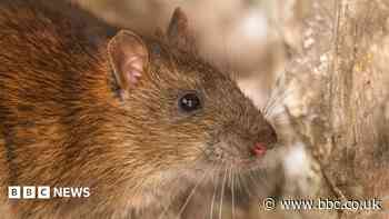 Wedding venue in Orkney closed to deal with rat infestation