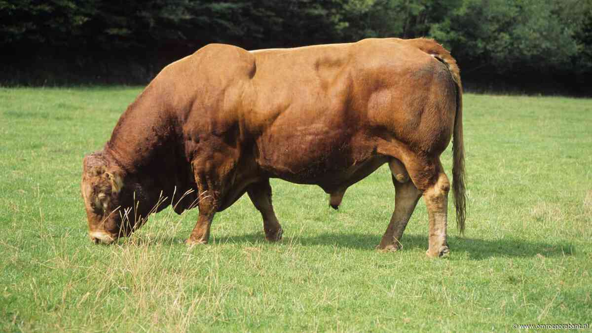 Stier gaat steeds natuurgebied uit via wildrooster, zorgen over veiligheid