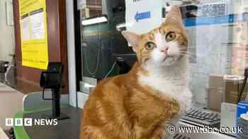 Meet the station cat whose book won hearts globally