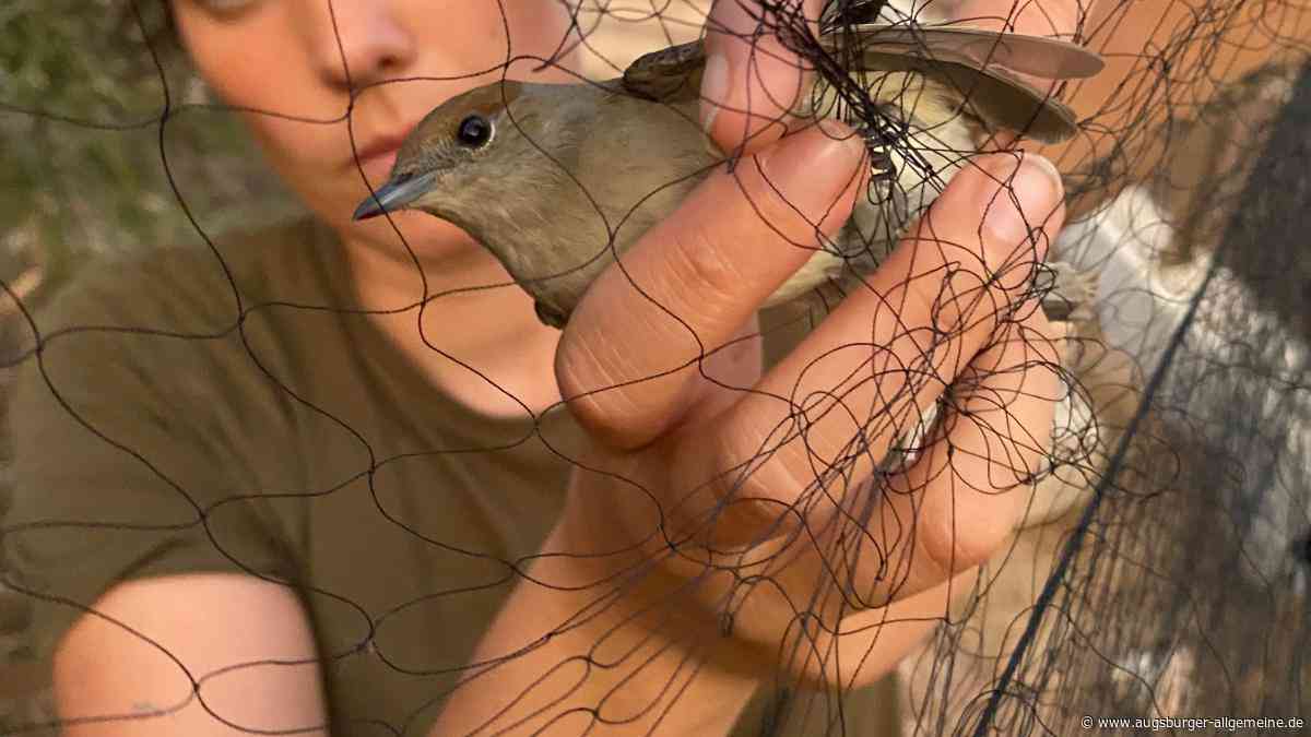 Augsburger Tierschützer kämpft gegen Vogelmord: „Wir haben Millionen Tiere gerettet“