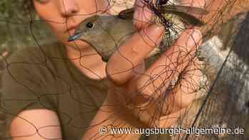 Augsburger Tierschützer kämpft gegen Vogelmord: „Wir haben Millionen Tiere gerettet“