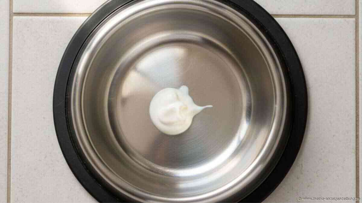 Warum Sie ihrem Hund Kefir geben sollten